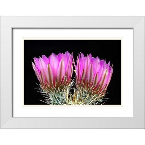 Hedgehog Flowers II White Modern Wood Framed Art Print with Double Matting by Taylor, Douglas