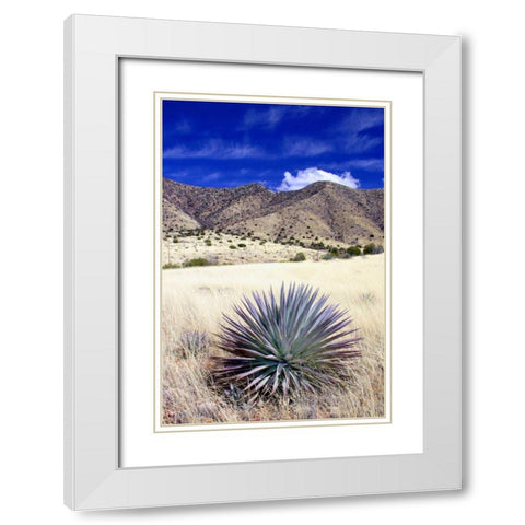 Desert Grasslands II White Modern Wood Framed Art Print with Double Matting by Taylor, Douglas