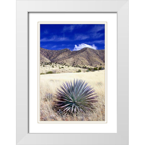 Desert Grasslands II White Modern Wood Framed Art Print with Double Matting by Taylor, Douglas