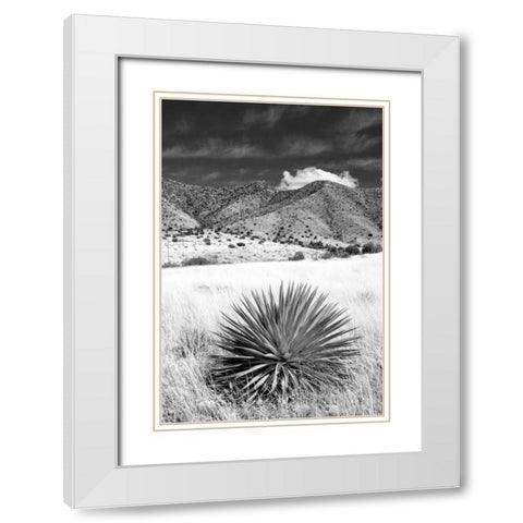 Desert Grasslands II BW White Modern Wood Framed Art Print with Double Matting by Taylor, Douglas
