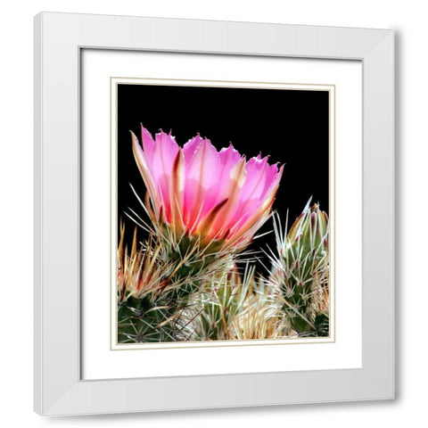 Armed and Beautiful White Modern Wood Framed Art Print with Double Matting by Taylor, Douglas