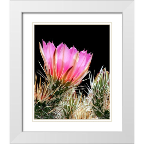 Armed and Beautiful White Modern Wood Framed Art Print with Double Matting by Taylor, Douglas