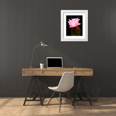 Beaver Tail Cactus Flower White Modern Wood Framed Art Print with Double Matting by Taylor, Douglas