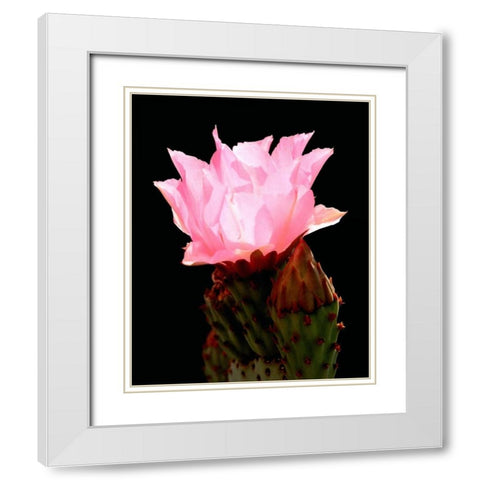 Beaver Tail Cactus Flower White Modern Wood Framed Art Print with Double Matting by Taylor, Douglas