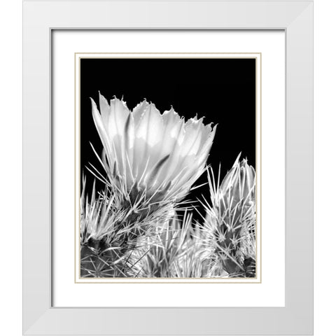 Armed and Beautiful BW White Modern Wood Framed Art Print with Double Matting by Taylor, Douglas