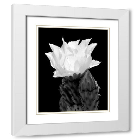 Beaver Tail Cactus Flower BW White Modern Wood Framed Art Print with Double Matting by Taylor, Douglas