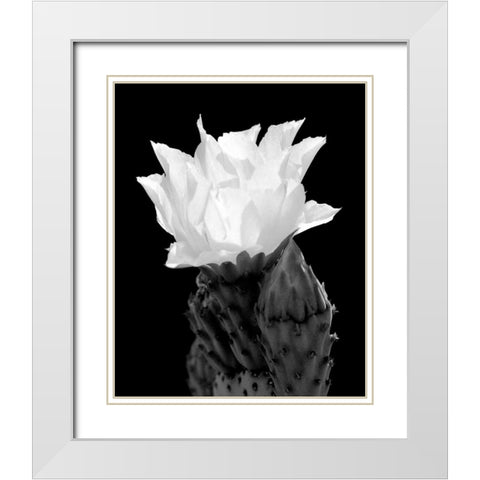 Beaver Tail Cactus Flower BW White Modern Wood Framed Art Print with Double Matting by Taylor, Douglas
