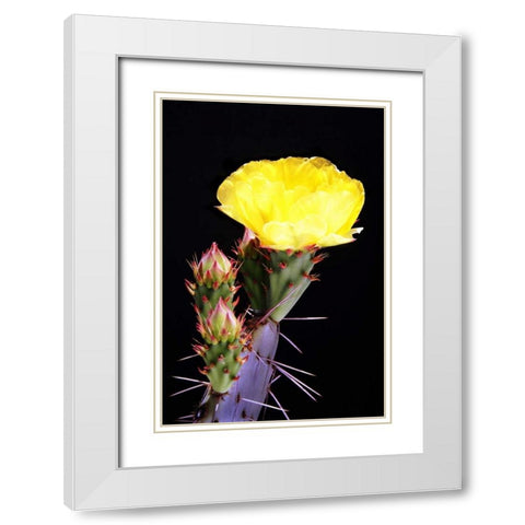 Beginning the Month of Yellow White Modern Wood Framed Art Print with Double Matting by Taylor, Douglas