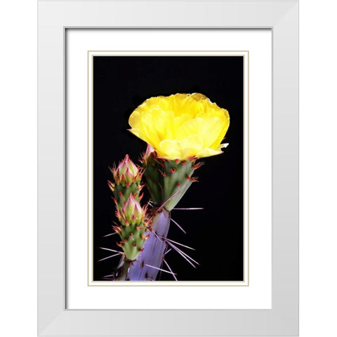 Beginning the Month of Yellow White Modern Wood Framed Art Print with Double Matting by Taylor, Douglas