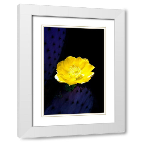 Prickly Pear Cactus Blossom White Modern Wood Framed Art Print with Double Matting by Taylor, Douglas