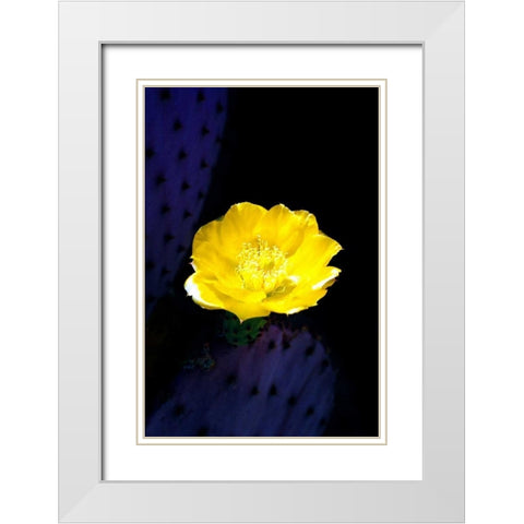 Prickly Pear Cactus Blossom White Modern Wood Framed Art Print with Double Matting by Taylor, Douglas