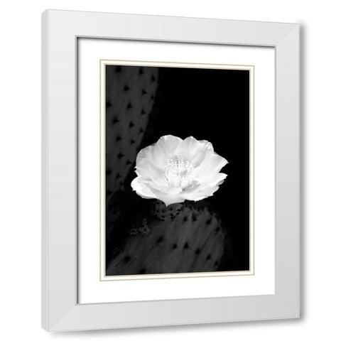 Prickly Pear Cactus Blossom BW White Modern Wood Framed Art Print with Double Matting by Taylor, Douglas