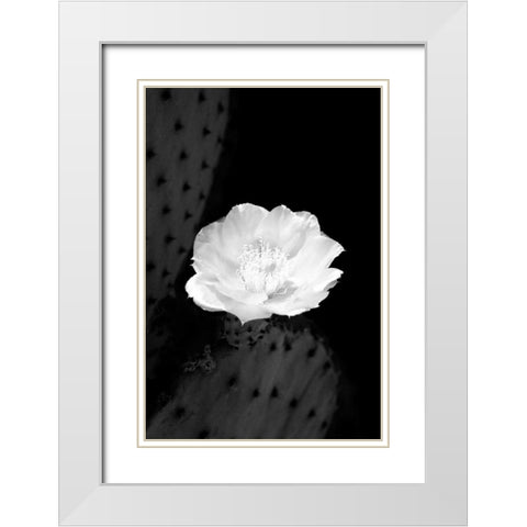 Prickly Pear Cactus Blossom BW White Modern Wood Framed Art Print with Double Matting by Taylor, Douglas