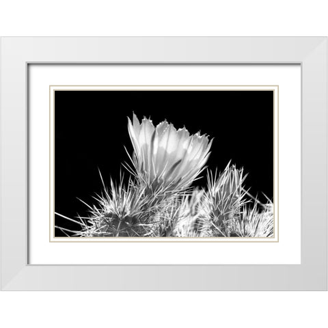 Hedgehog Cactus Flower BW White Modern Wood Framed Art Print with Double Matting by Taylor, Douglas