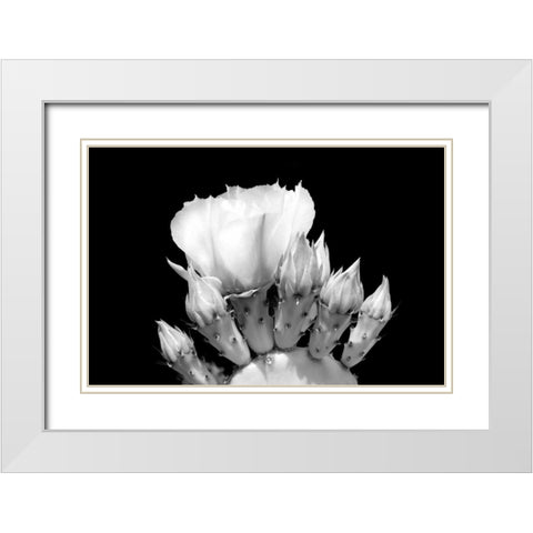 Prickly Pear Blossom and Buds BW White Modern Wood Framed Art Print with Double Matting by Taylor, Douglas