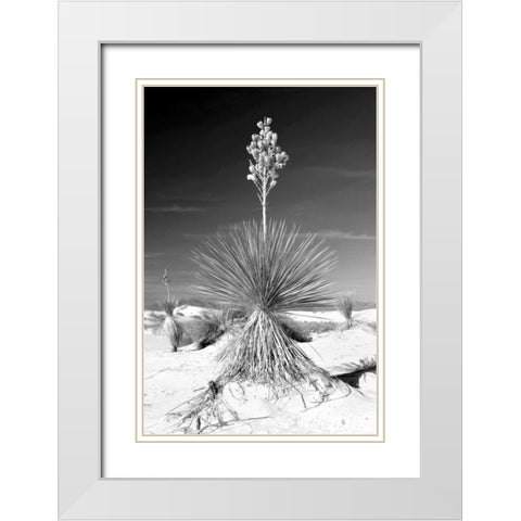 Yucca At White Sands I White Modern Wood Framed Art Print with Double Matting by Taylor, Douglas