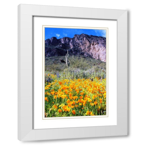 Picacho Peak Wildflowers White Modern Wood Framed Art Print with Double Matting by Taylor, Douglas