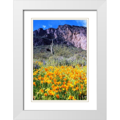 Picacho Peak Wildflowers White Modern Wood Framed Art Print with Double Matting by Taylor, Douglas