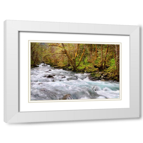 Rainforest River I White Modern Wood Framed Art Print with Double Matting by Taylor, Douglas