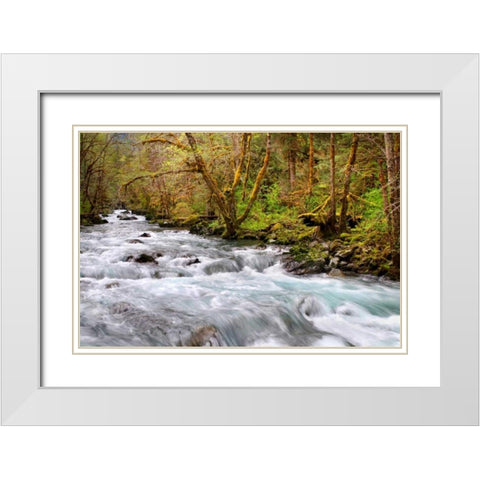 Rainforest River I White Modern Wood Framed Art Print with Double Matting by Taylor, Douglas