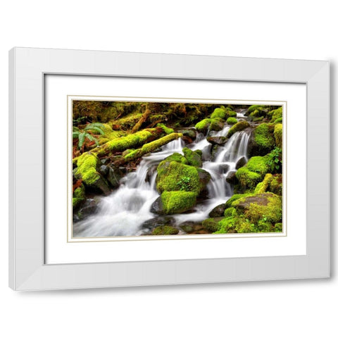 Forest Stream White Modern Wood Framed Art Print with Double Matting by Taylor, Douglas