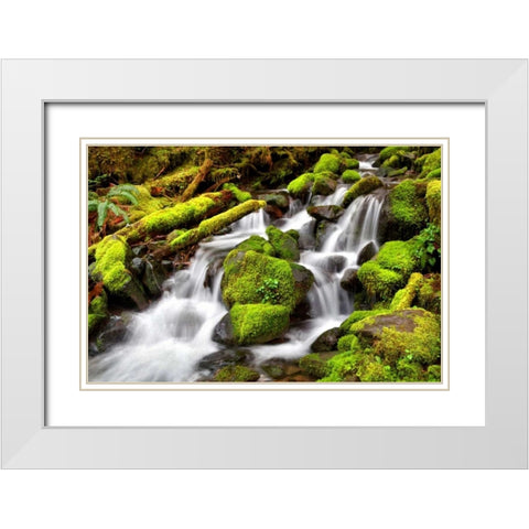 Forest Stream White Modern Wood Framed Art Print with Double Matting by Taylor, Douglas
