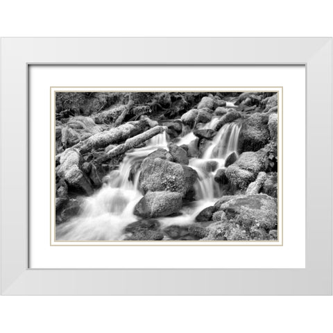 Forest Stream BW White Modern Wood Framed Art Print with Double Matting by Taylor, Douglas