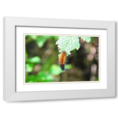 Caterpillar on Leaf I White Modern Wood Framed Art Print with Double Matting by Thomas, Logan