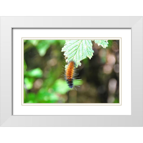 Caterpillar on Leaf I White Modern Wood Framed Art Print with Double Matting by Thomas, Logan