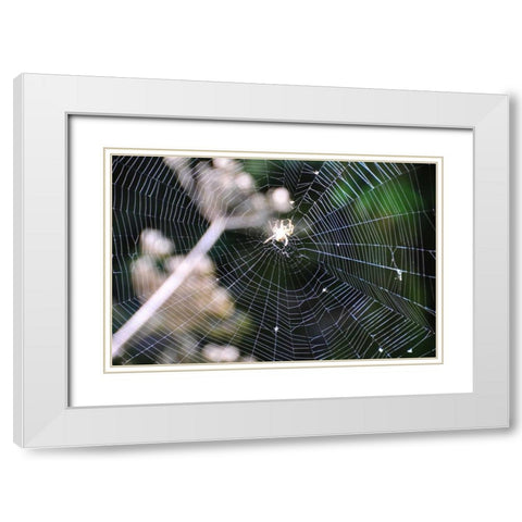Spiderweb II White Modern Wood Framed Art Print with Double Matting by Thomas, Logan