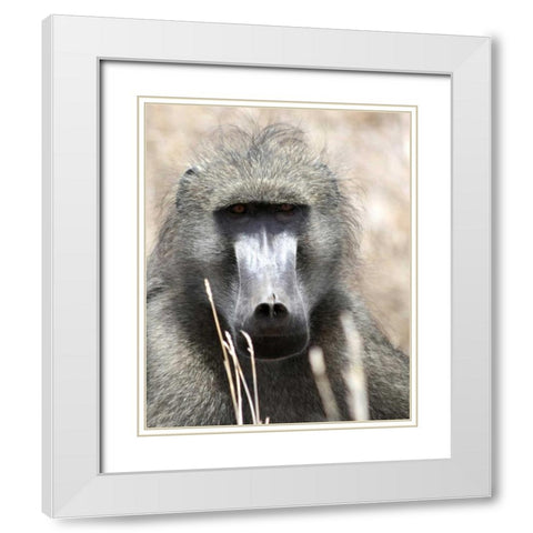 Baboon Portrait I White Modern Wood Framed Art Print with Double Matting by Underdahl, Dana