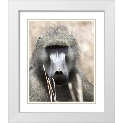 Baboon Portrait I White Modern Wood Framed Art Print with Double Matting by Underdahl, Dana