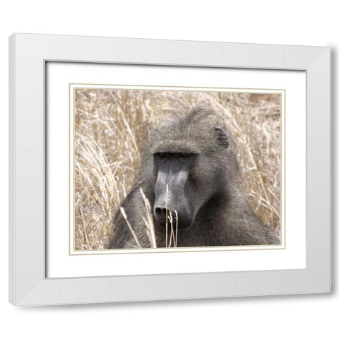 Baboon Portrait IV White Modern Wood Framed Art Print with Double Matting by Underdahl, Dana
