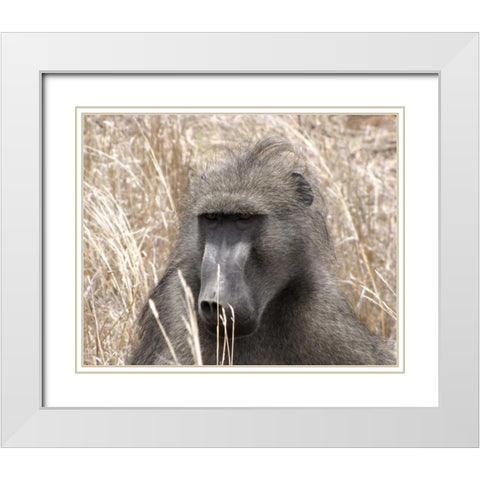 Baboon Portrait IV White Modern Wood Framed Art Print with Double Matting by Underdahl, Dana