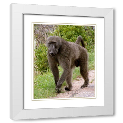 Baboon II White Modern Wood Framed Art Print with Double Matting by Underdahl, Dana