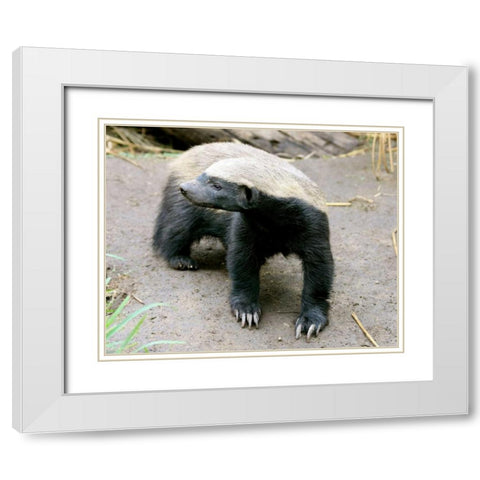 Badger II White Modern Wood Framed Art Print with Double Matting by Underdahl, Dana
