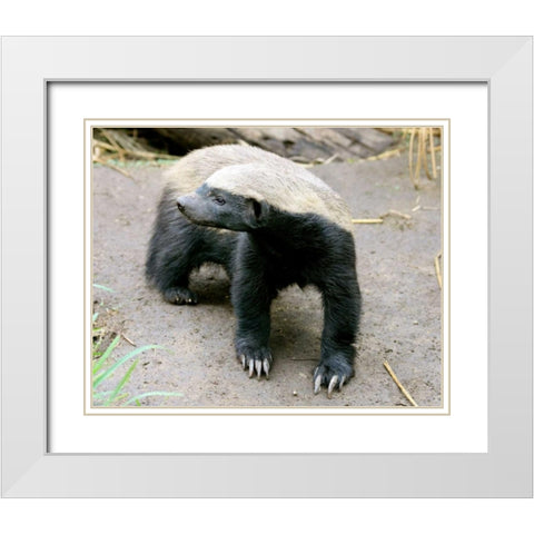 Badger II White Modern Wood Framed Art Print with Double Matting by Underdahl, Dana