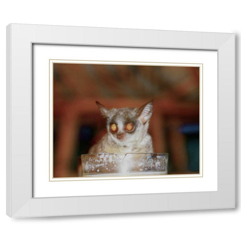 Bushbaby II White Modern Wood Framed Art Print with Double Matting by Underdahl, Dana