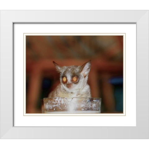 Bushbaby II White Modern Wood Framed Art Print with Double Matting by Underdahl, Dana