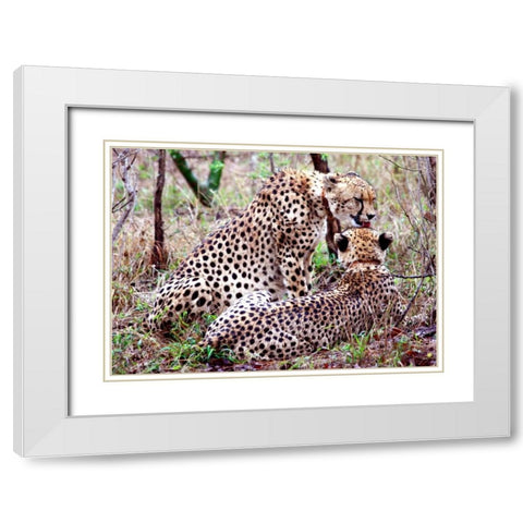 Safari Cheetah II White Modern Wood Framed Art Print with Double Matting by Underdahl, Dana