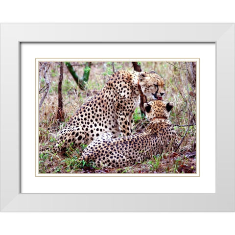 Safari Cheetah II White Modern Wood Framed Art Print with Double Matting by Underdahl, Dana