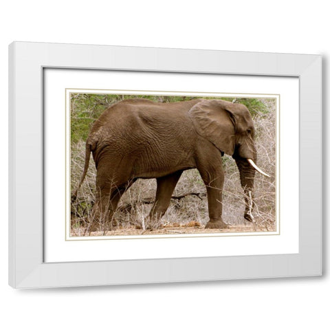 Elephant I White Modern Wood Framed Art Print with Double Matting by Underdahl, Dana