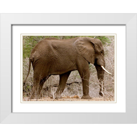 Elephant I White Modern Wood Framed Art Print with Double Matting by Underdahl, Dana