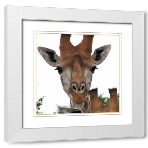 Giraffe Portrait I White Modern Wood Framed Art Print with Double Matting by Underdahl, Dana