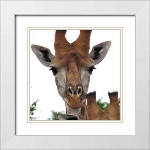 Giraffe Portrait I White Modern Wood Framed Art Print with Double Matting by Underdahl, Dana