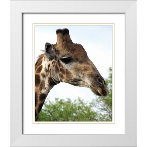 Giraffe Portrait IV White Modern Wood Framed Art Print with Double Matting by Underdahl, Dana