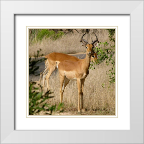 Impala III White Modern Wood Framed Art Print with Double Matting by Underdahl, Dana