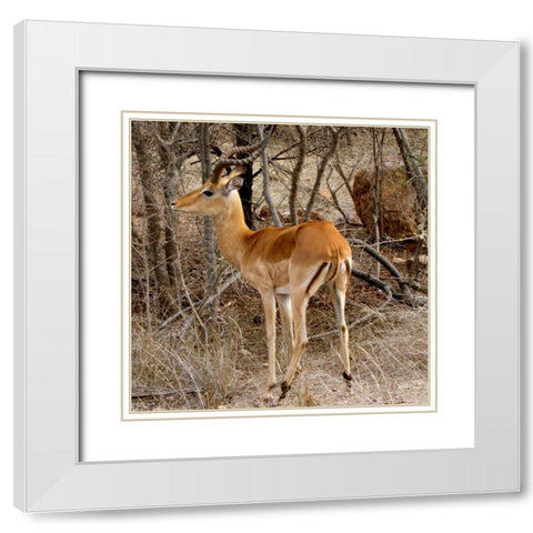Impala V White Modern Wood Framed Art Print with Double Matting by Underdahl, Dana