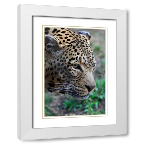 Leopard II White Modern Wood Framed Art Print with Double Matting by Underdahl, Dana