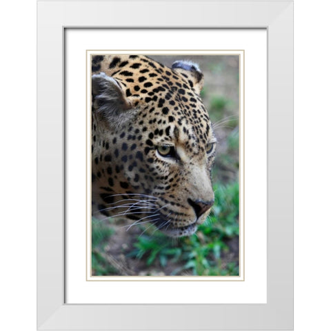 Leopard II White Modern Wood Framed Art Print with Double Matting by Underdahl, Dana